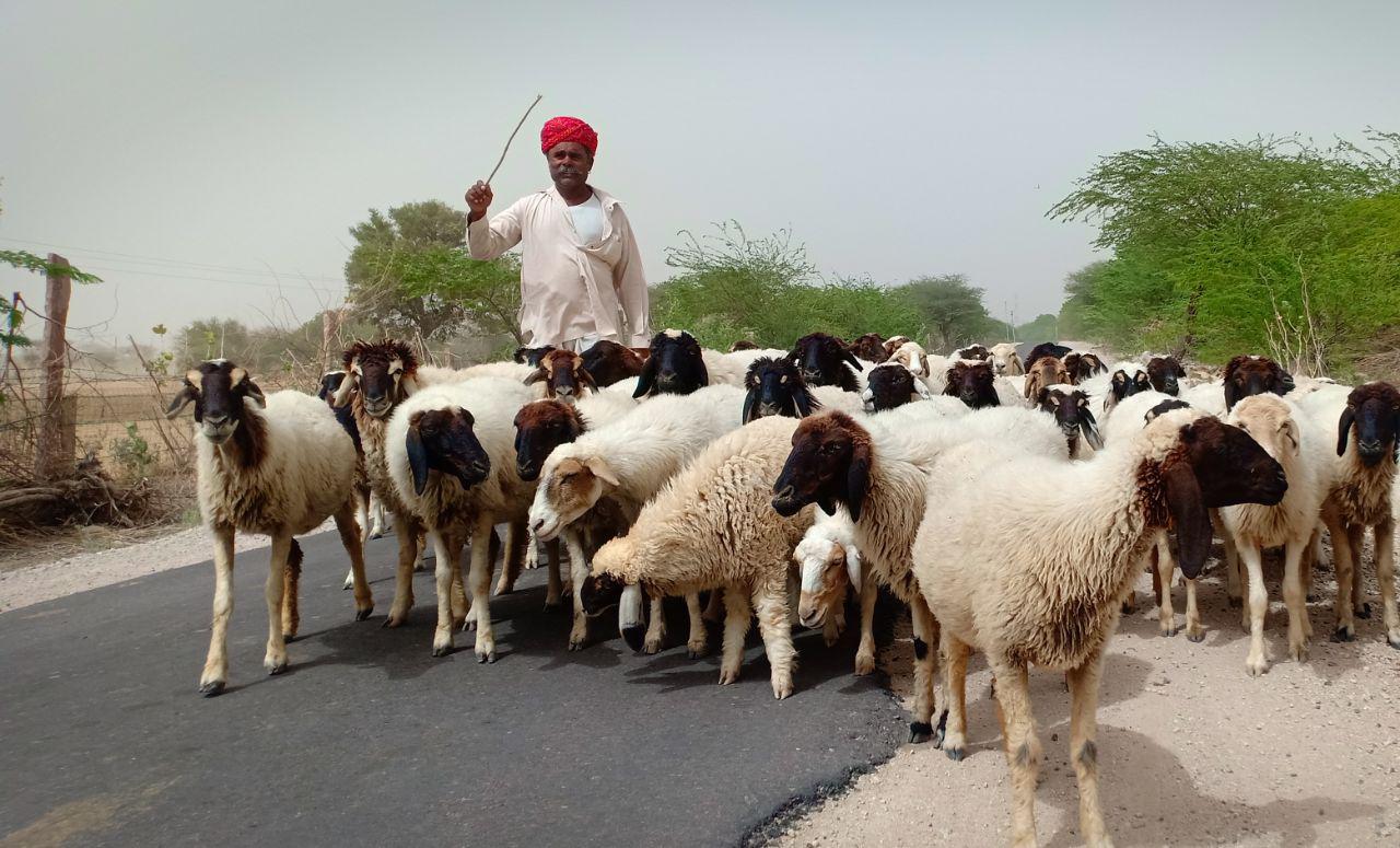 Migration of Shepherds from Marwar