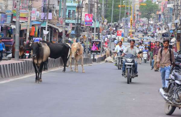 The gathering of unclaimed animals on the main road of Kishangarh