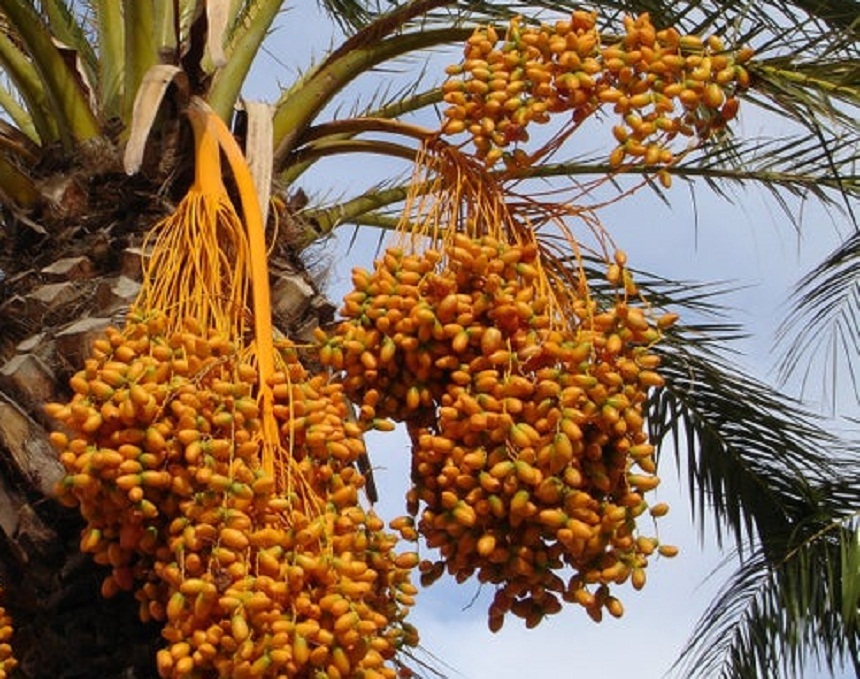 Tamilnadu government will distribute palm seeds