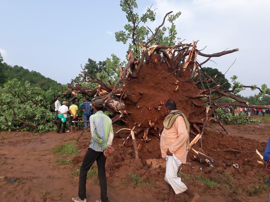 The fallen Mahua tree above the village, Innocent death by pressing