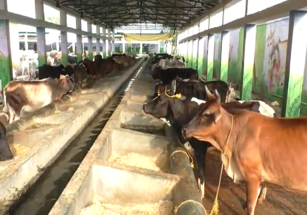 death of 125 cows in kanha upwan- bjp mayor umesh gautam