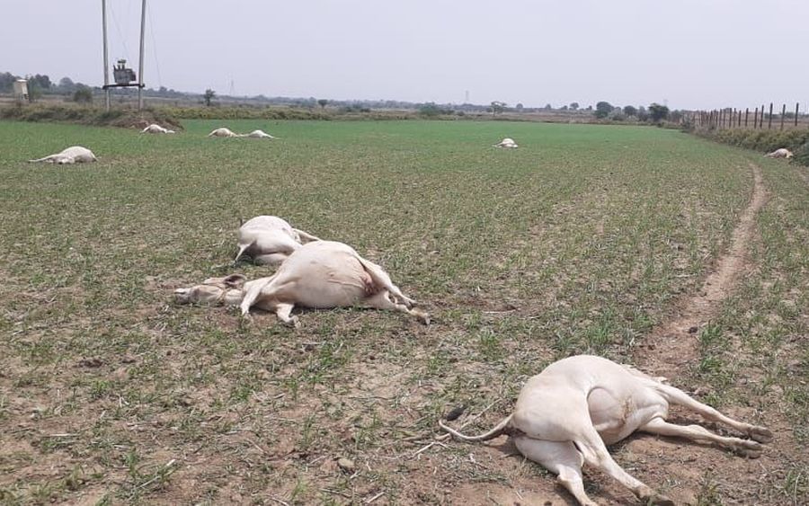 21 cattle deaths due to eating poisonous tide crop