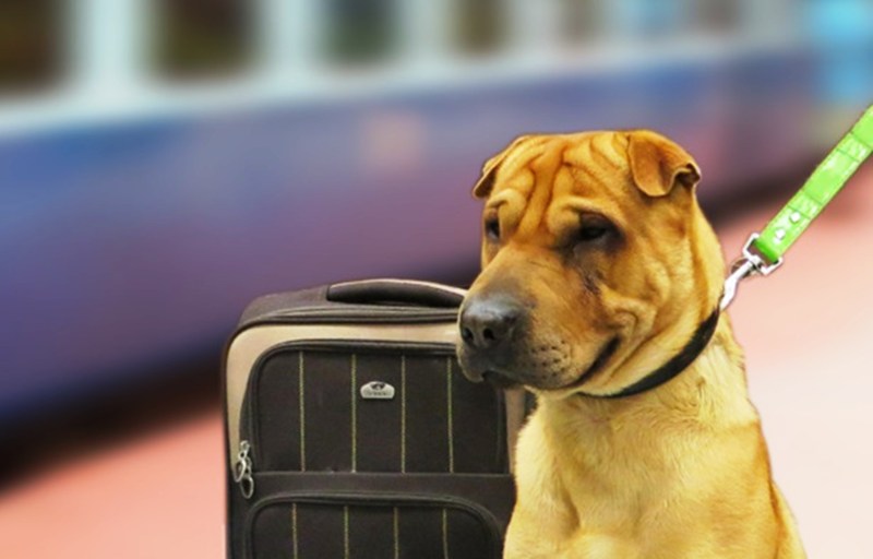 dog journey in train without ticket in up hindi news