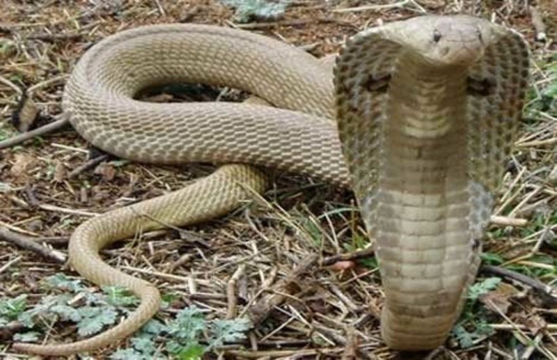 Increasingly, the incidence of snakebite, 15 deaths so far, do your s