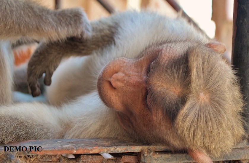 silchar assam man gives his whole property to a monkey called mintu