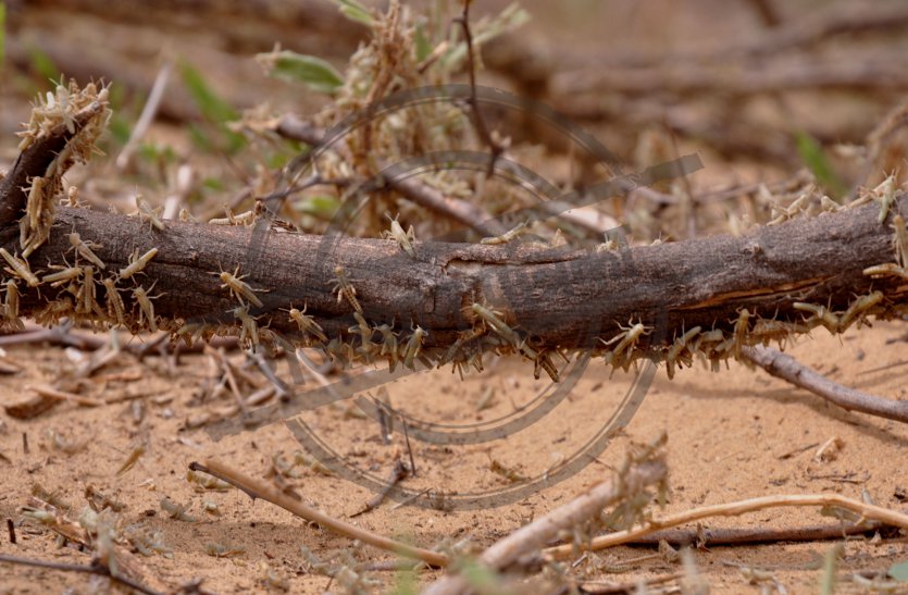 outbreak of desert locusts in villages of Rajasthan's Barmer district