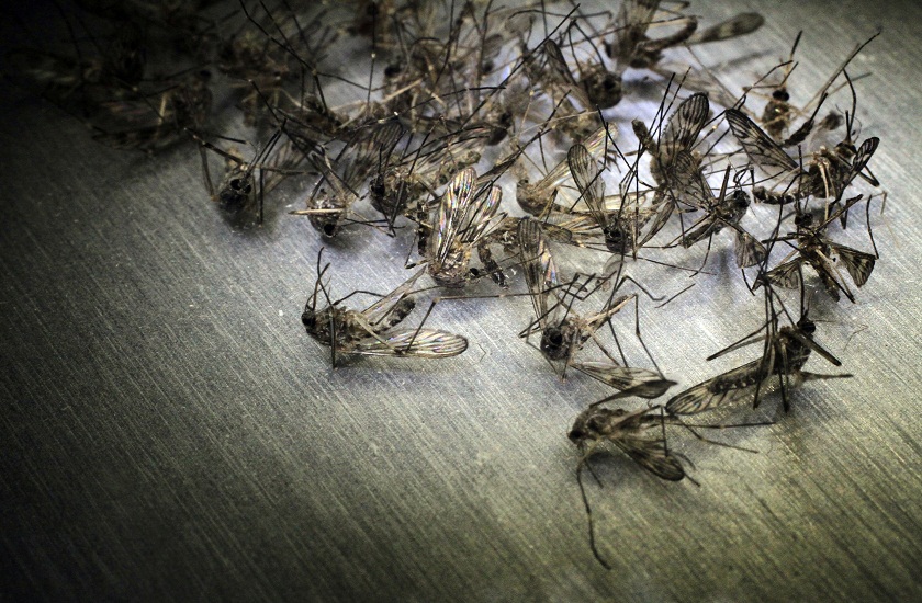 china completely wiped out almost all Mosquitoes on its two islands