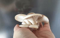 mushroom