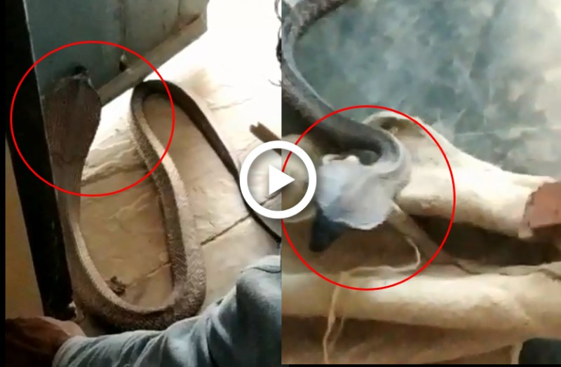 Rare Species of king cobra found : सीकर जिले के नागरवाला जोहड़ा गांव पिपराली में एक दुर्लभ प्रजाति का सांप देखने के बाद लोगों में दहशत के साथ आस्था की ब्यार बहने लगी।