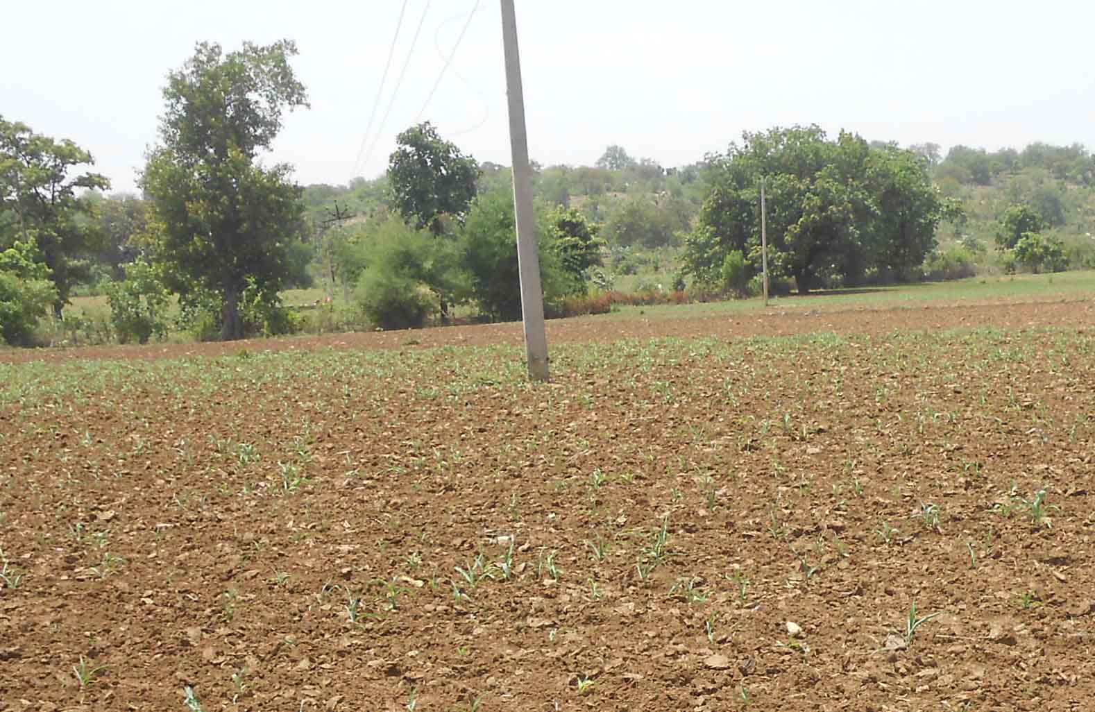 Farmers who have put seeds now suffer from the absence of rain