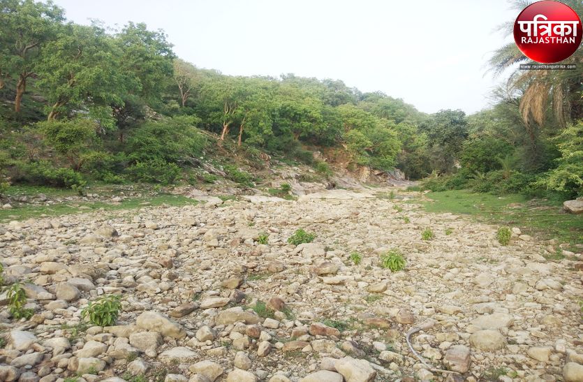 Dry rivers due to lack of rain in the hills of Aravali in Pali district