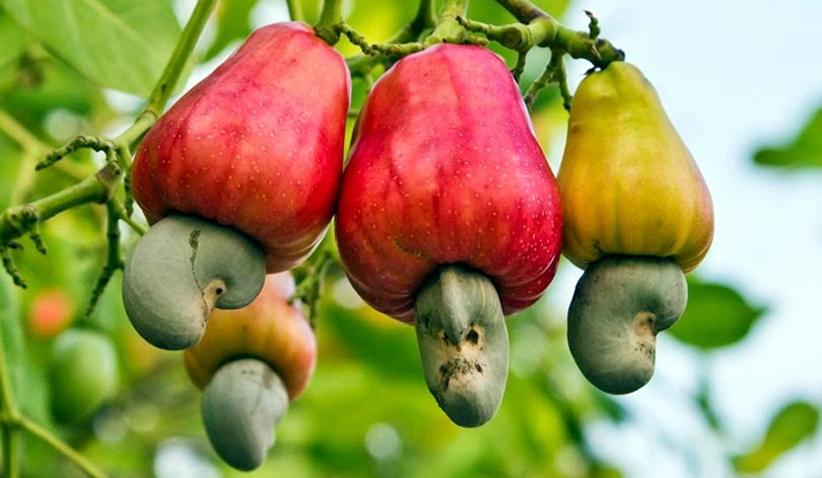 Junnardev and Tamia will be cultivating cashew nuts