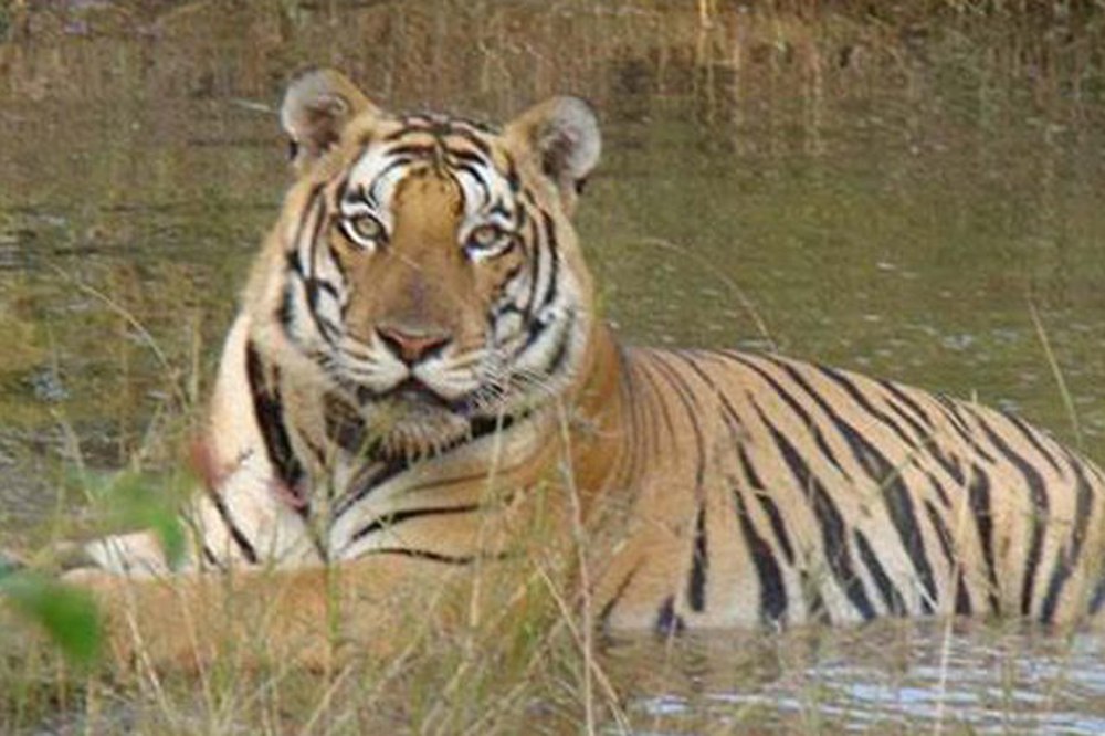 One of whom roamed the roar MP's Panna Tiger Reserve
