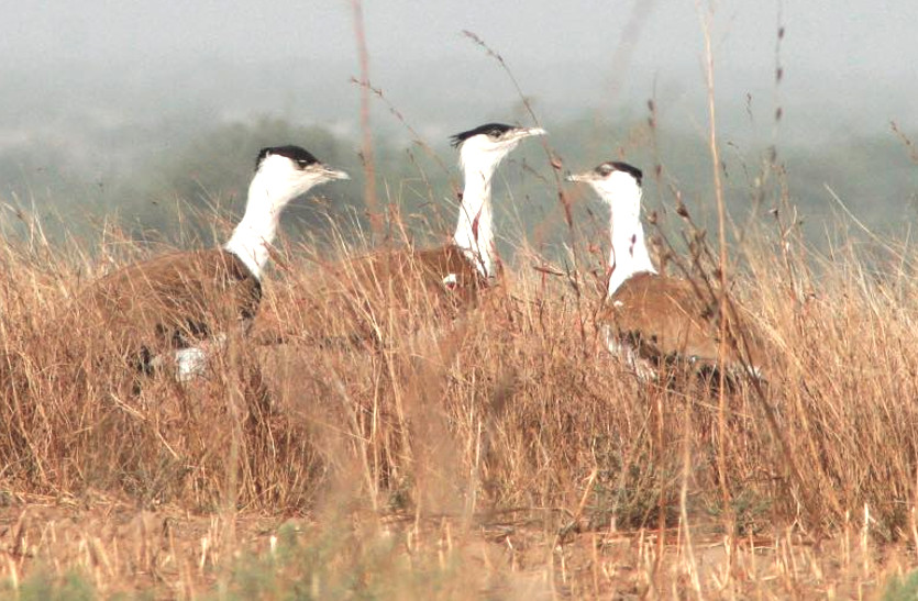 Rajasthan state bird Great Indian bustard, Artificial hatching of eggs