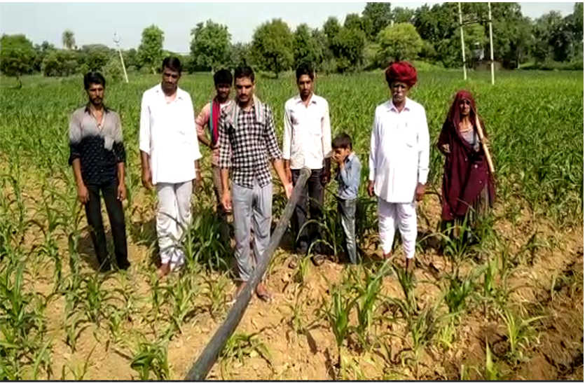 Dry crops without rain in Bhilwara