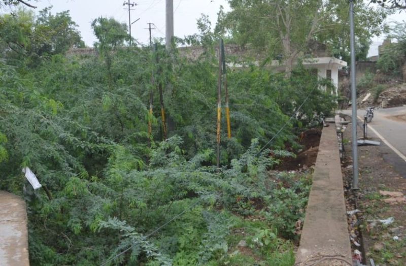 Park is full of rams and garbage