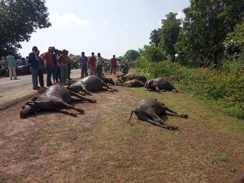 Death of 10 cattle after truck's collision