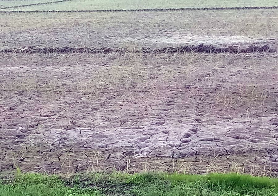 Monsoon's absurd, paddy fields have become ruined