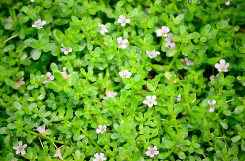 benefits-of-brahmi