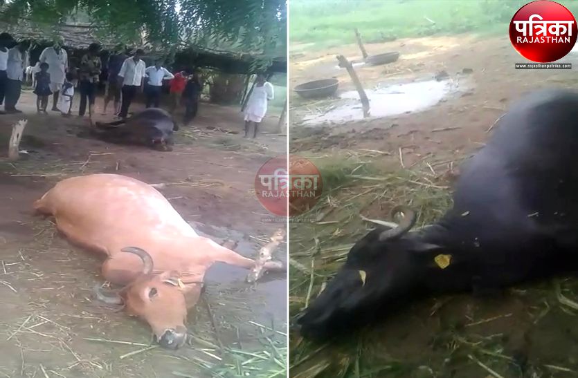 VIDEO : यहां आकाशीय बिजली गिरने से ग्रामीणों में मचा हडक़ंप, बेरे पर खड़ी गाय व भैंस की हुई मौत