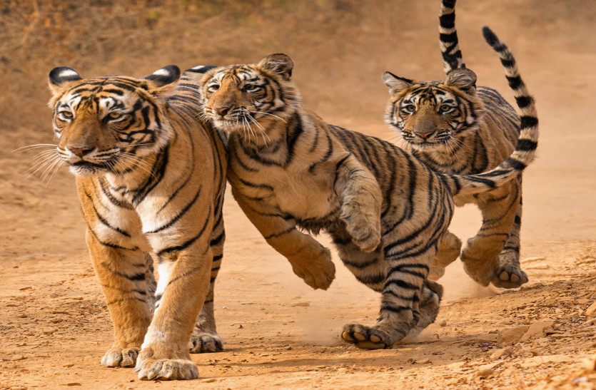 Ranthambore:Tigers Shifting