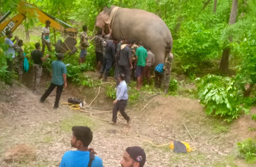 Chhattisgarh Elephant : 24 घंटे के रेस्क्यू के बाद पकड़ में आया उत्पाती हाथी, भेजा जाएगा सरगुजा के तिमोर तिंगला अभ्यारण्य