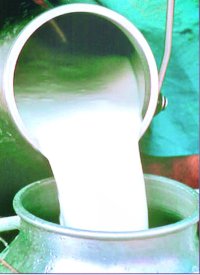 Milk 