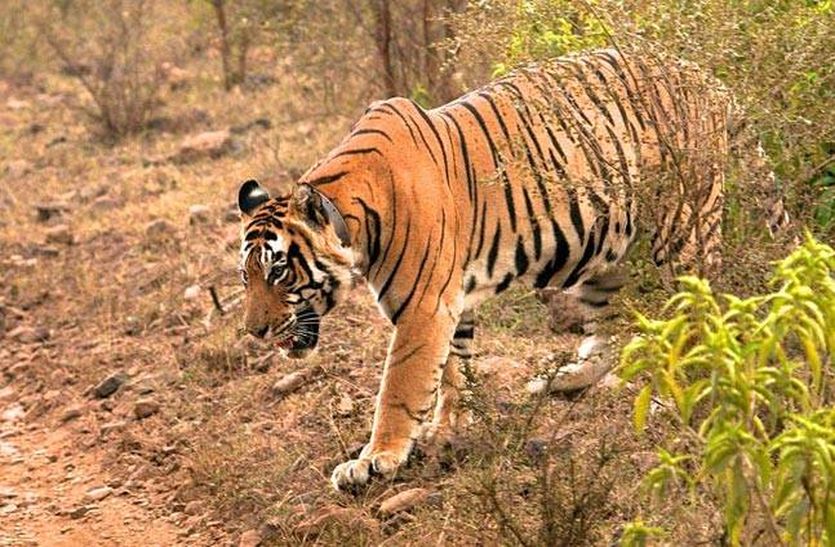 sariska national park sariska tigress st-10 gave birth to three cubs