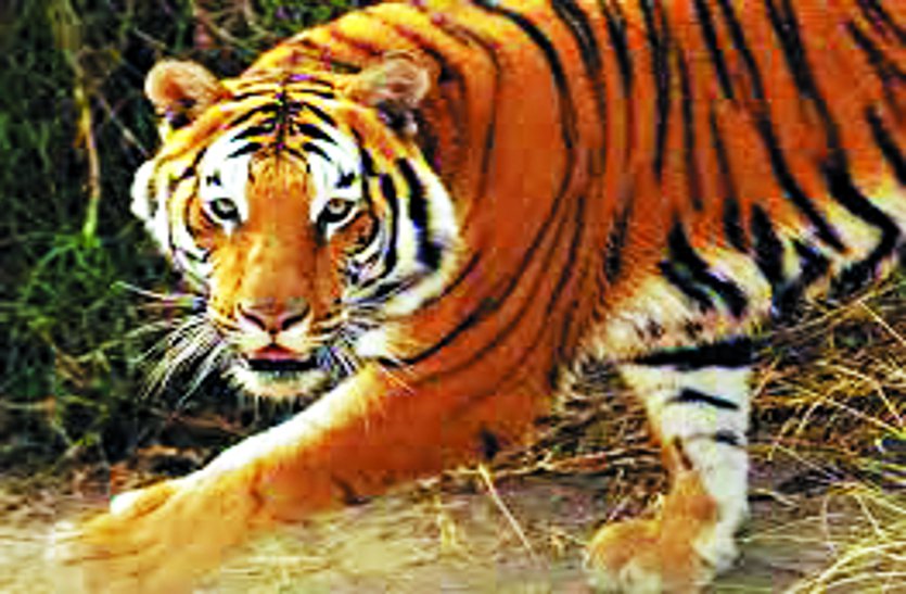 Post-mortem of tigress Damini Today, tigers did not like each other.