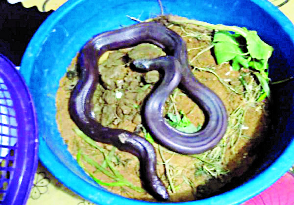 Forest department gets red sand boa snake