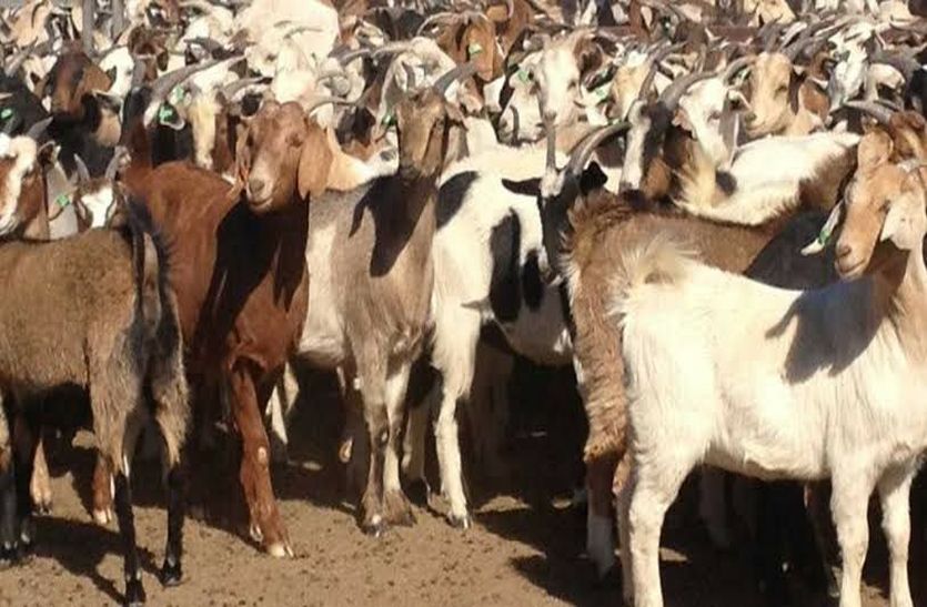 male goat theft in alwar
