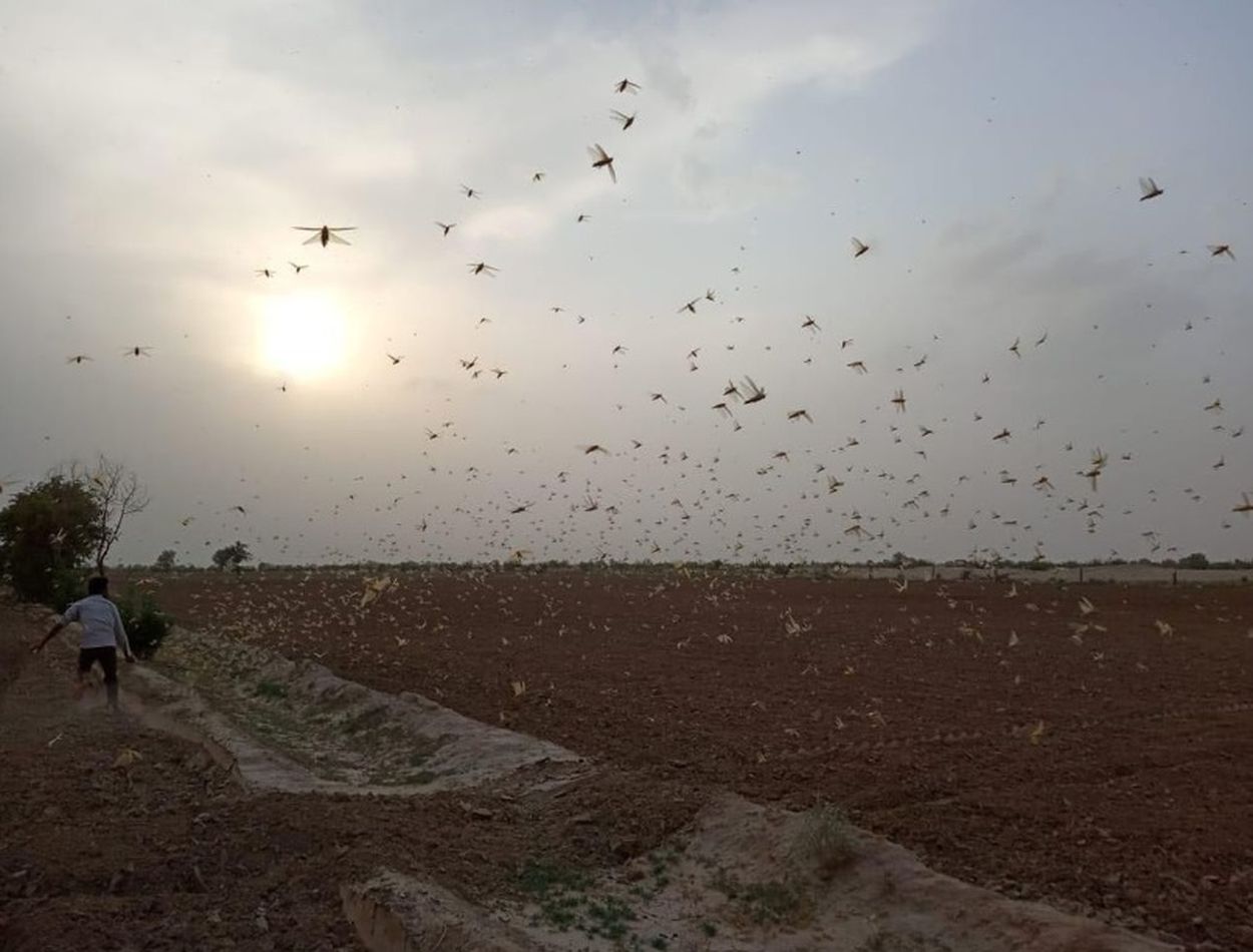 bikaner- locust alert in mahajan