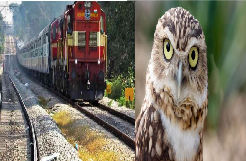 train owl