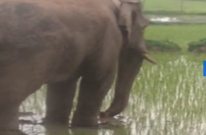 Korba Elephant : आधी रात दंतैल हाथी बेडिय़ां तोड़कर भागा, अधिकारियों के फूले हाथ-पांव