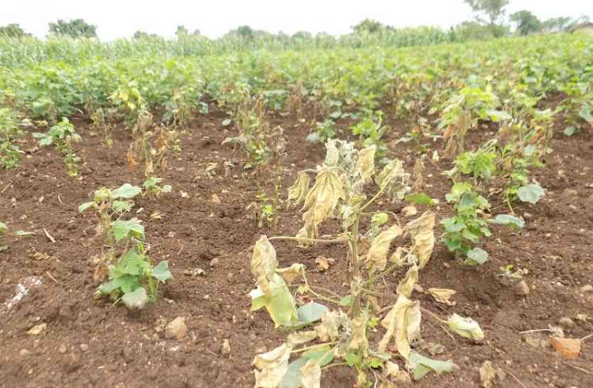 72 hours of crop loss in bhilwara