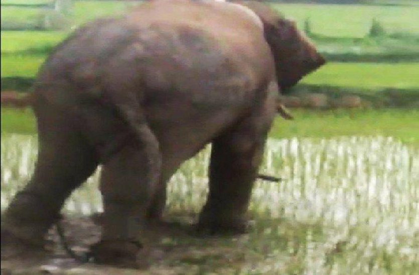 Elephant breaks the wall of rest house and runs out in the woods