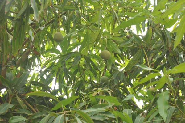 Also Mango in Barmer ...