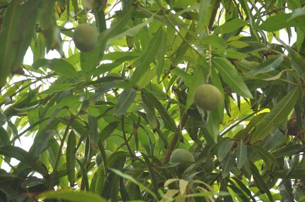 Also Mango in Barmer ...