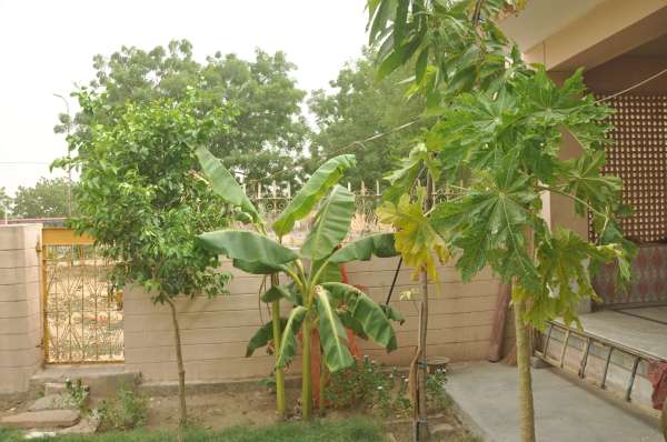 Also Mango in Barmer ...