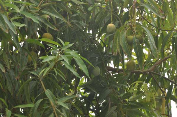 Also Mango in Barmer ...