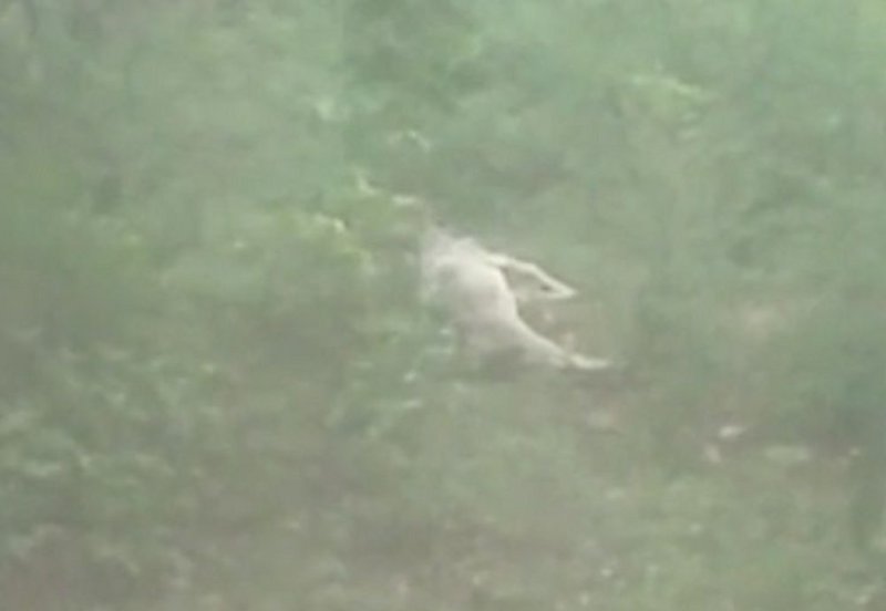 Vanraj showing flying prey in this forest of MP