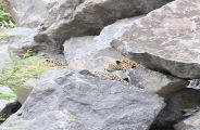 If the Panther enters the village, forest workers will also be seen h