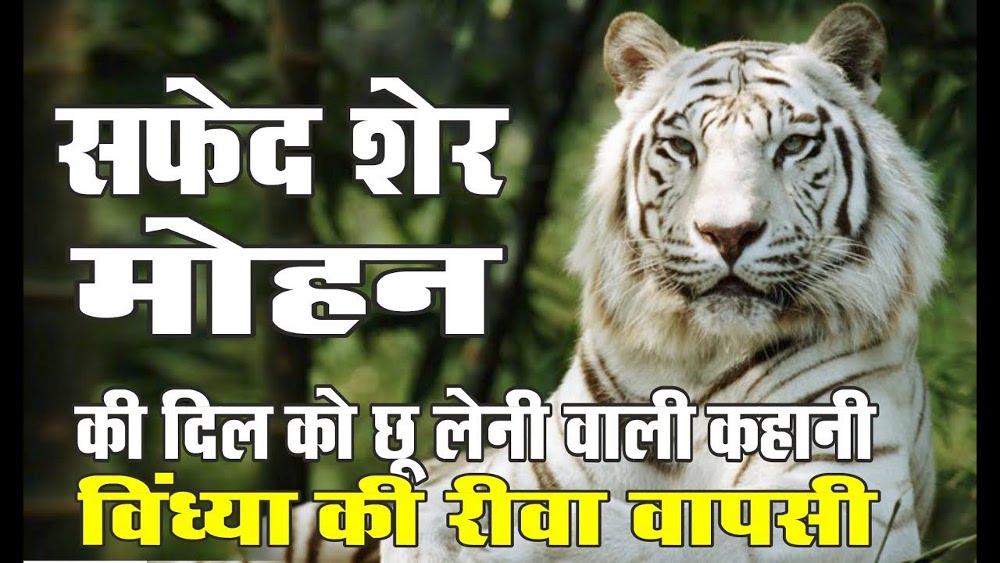 International Tiger Day: Rewa white tiger history in hindi mohan tiger