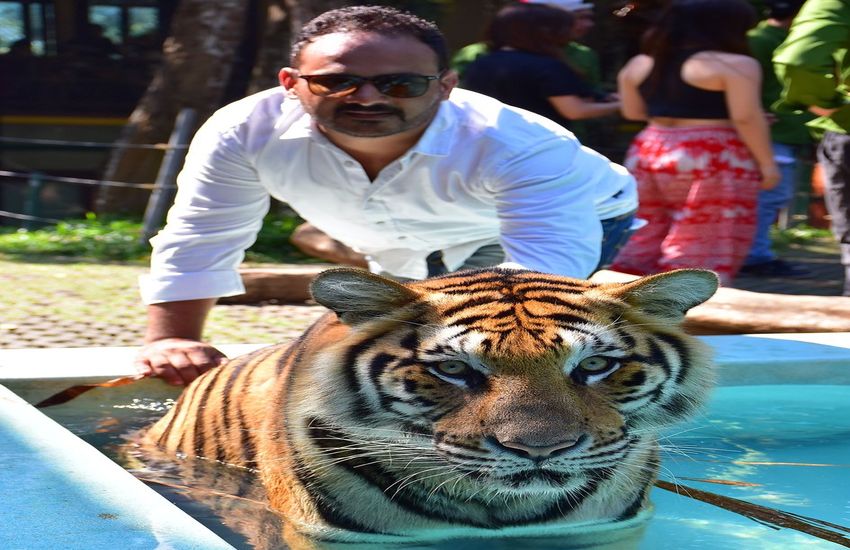 NTCA strongly objected to entry of more tourists in Panna Tiger Reserve