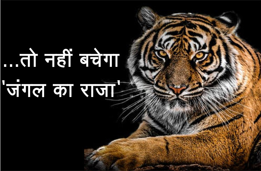 international tiger day 