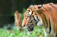 tiger in ajmer