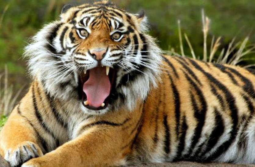 Global Tiger Day