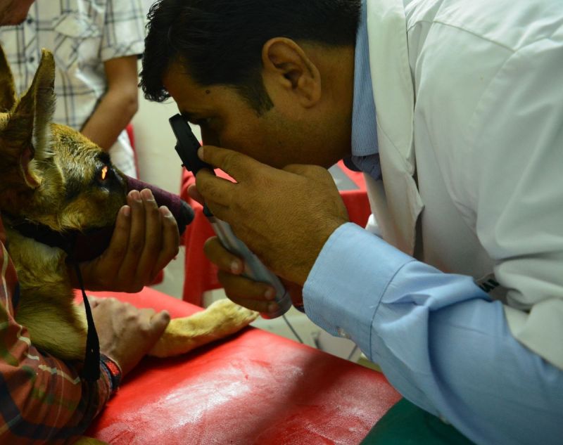 Bikaner : Lens Implants Can Now Be Done In Dogs Eyes