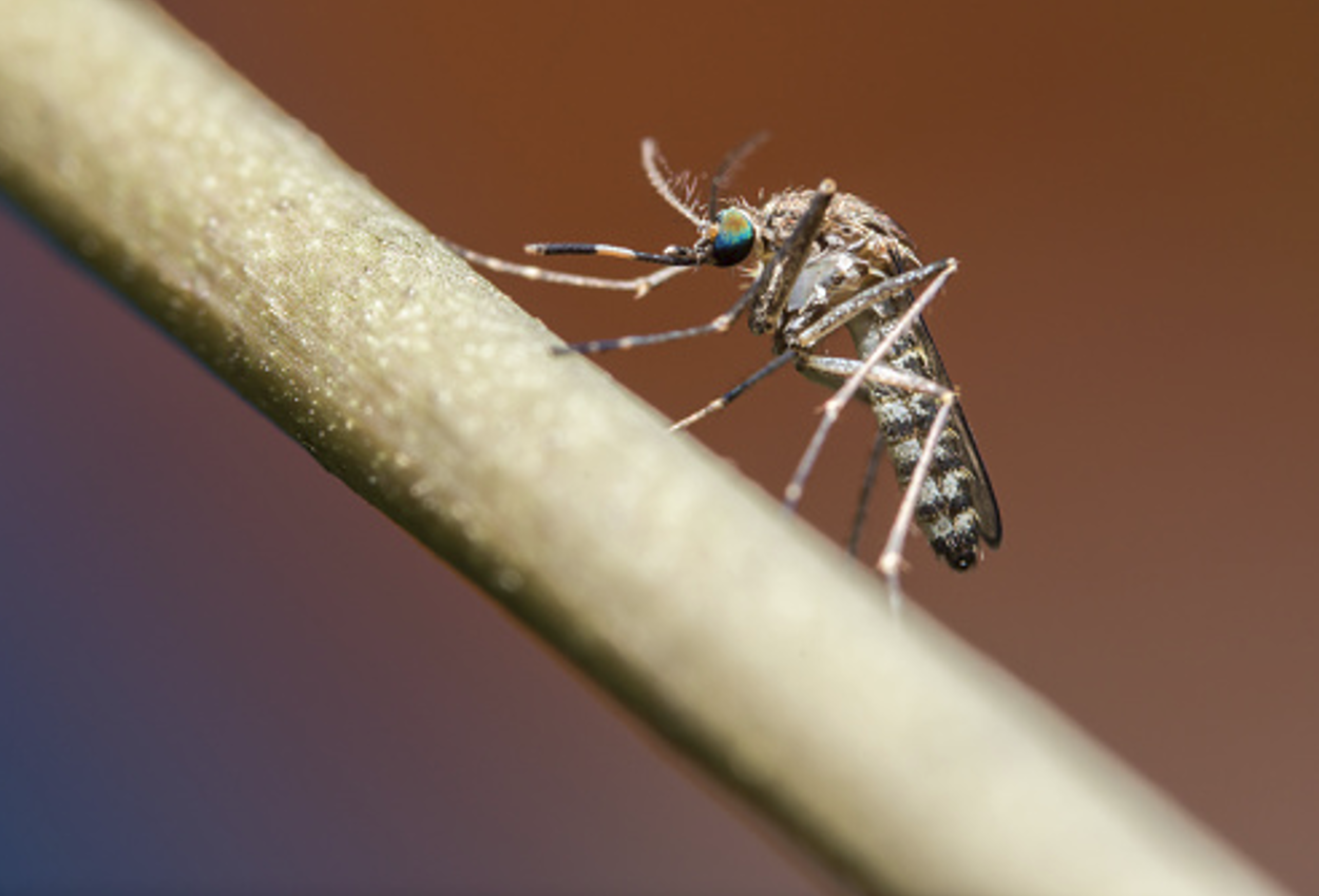 dengue fever
