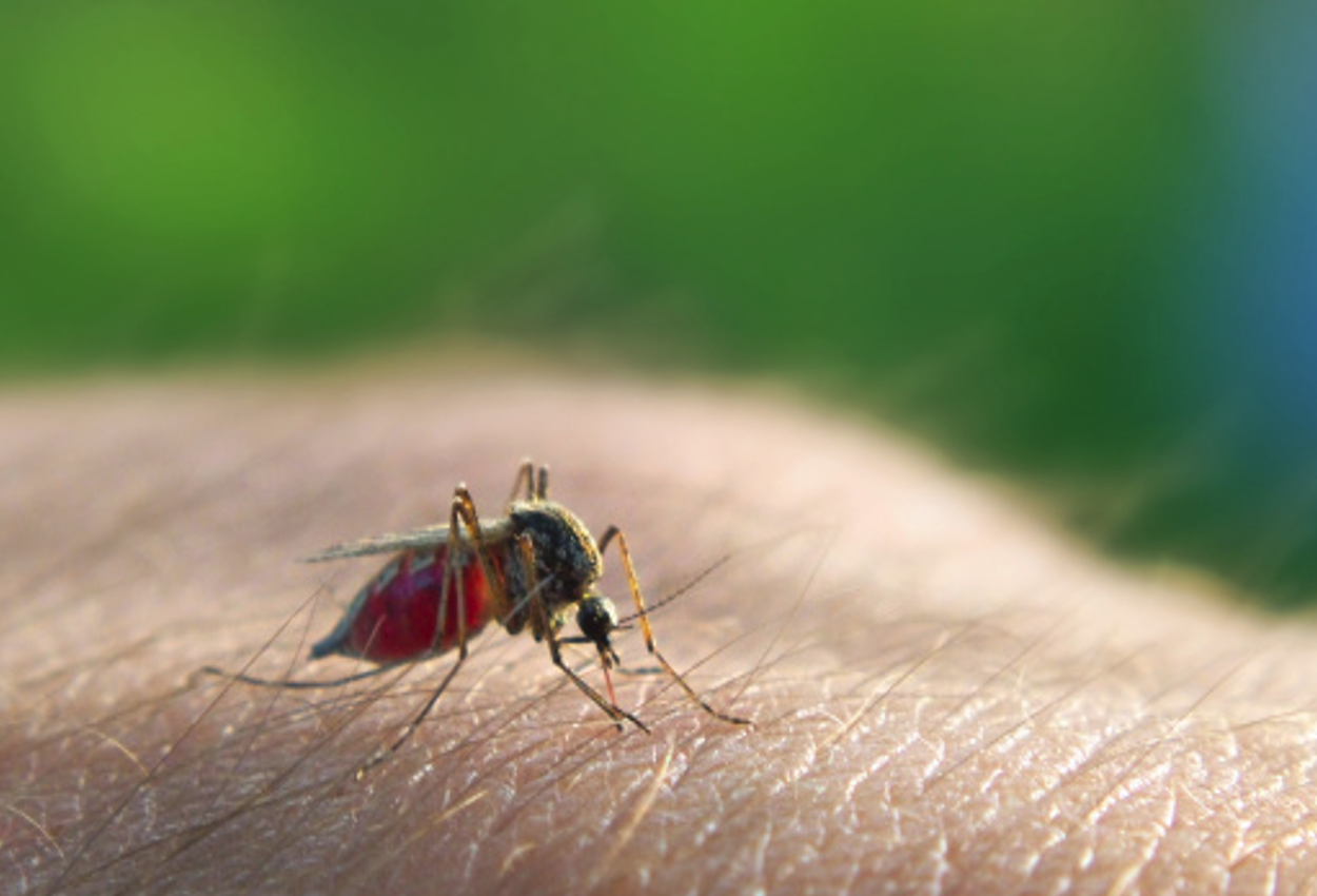 malaria